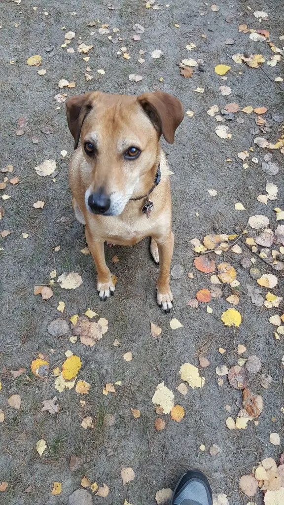 Condolence image of Birgit mit Spooky im Herzen