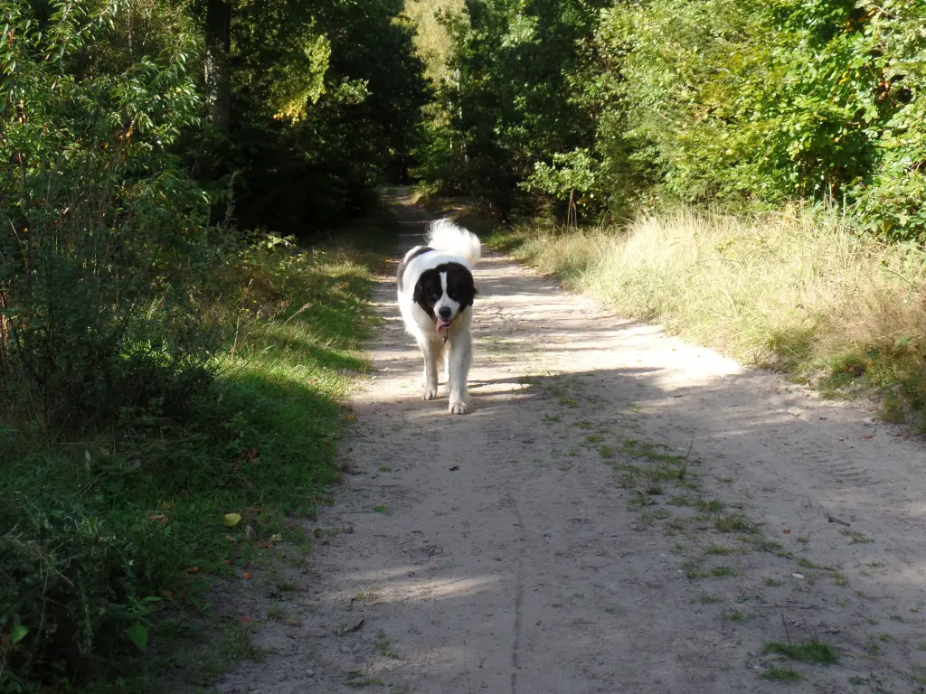 Image from Willi