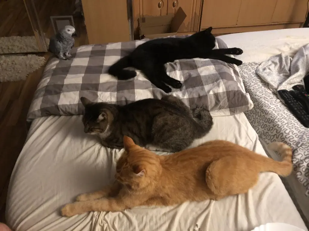 Image from Mischa