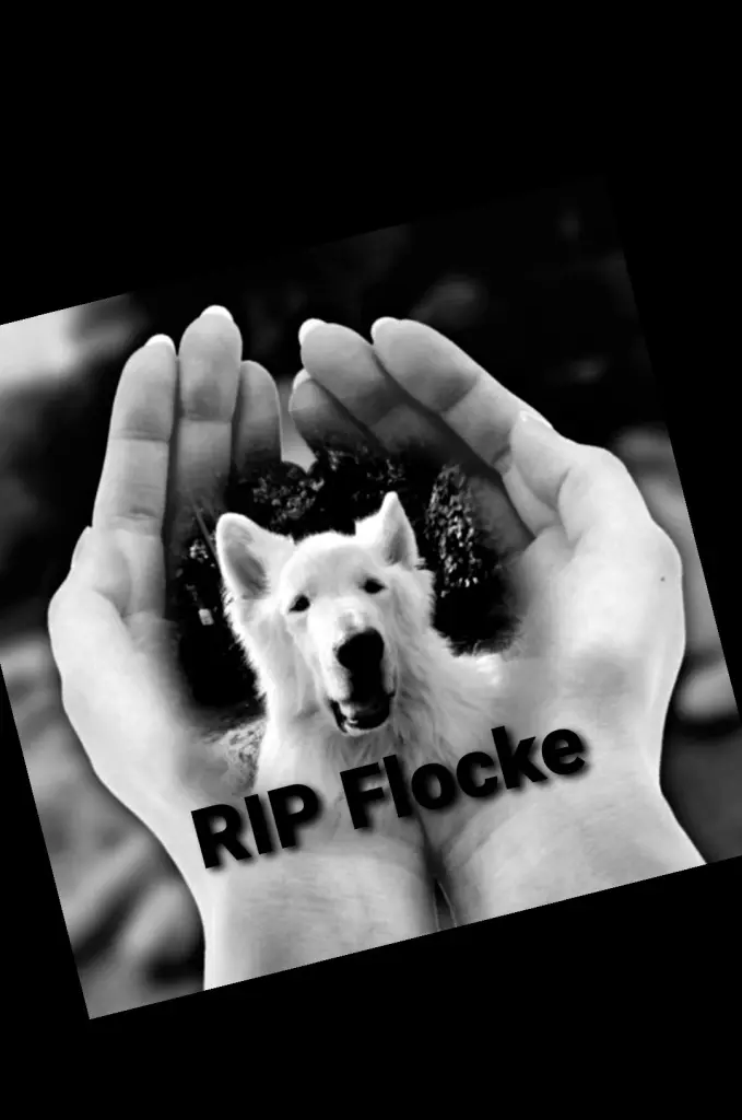 Image from Flocke