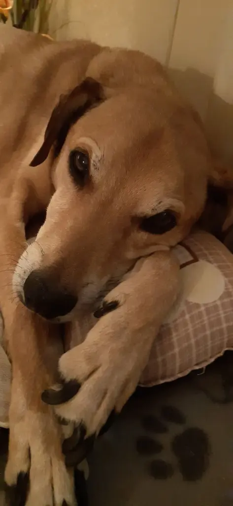 Condolence image of Birgit mit Spooky im Herzen