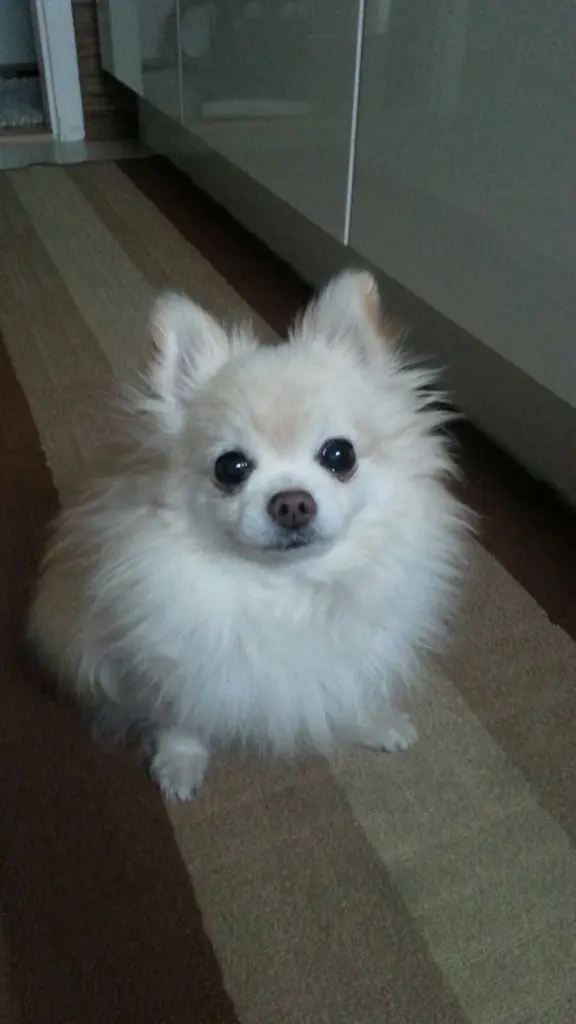 Image from Simba