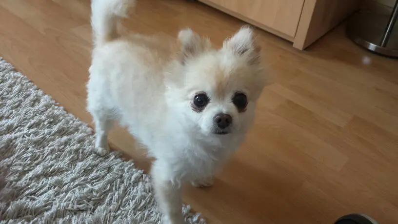 Image from Simba