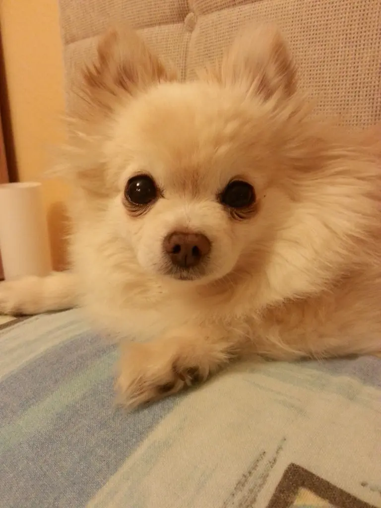 Image from Simba