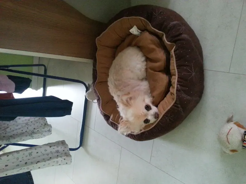 Image from Simba