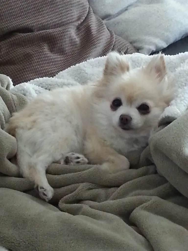 Image from Simba