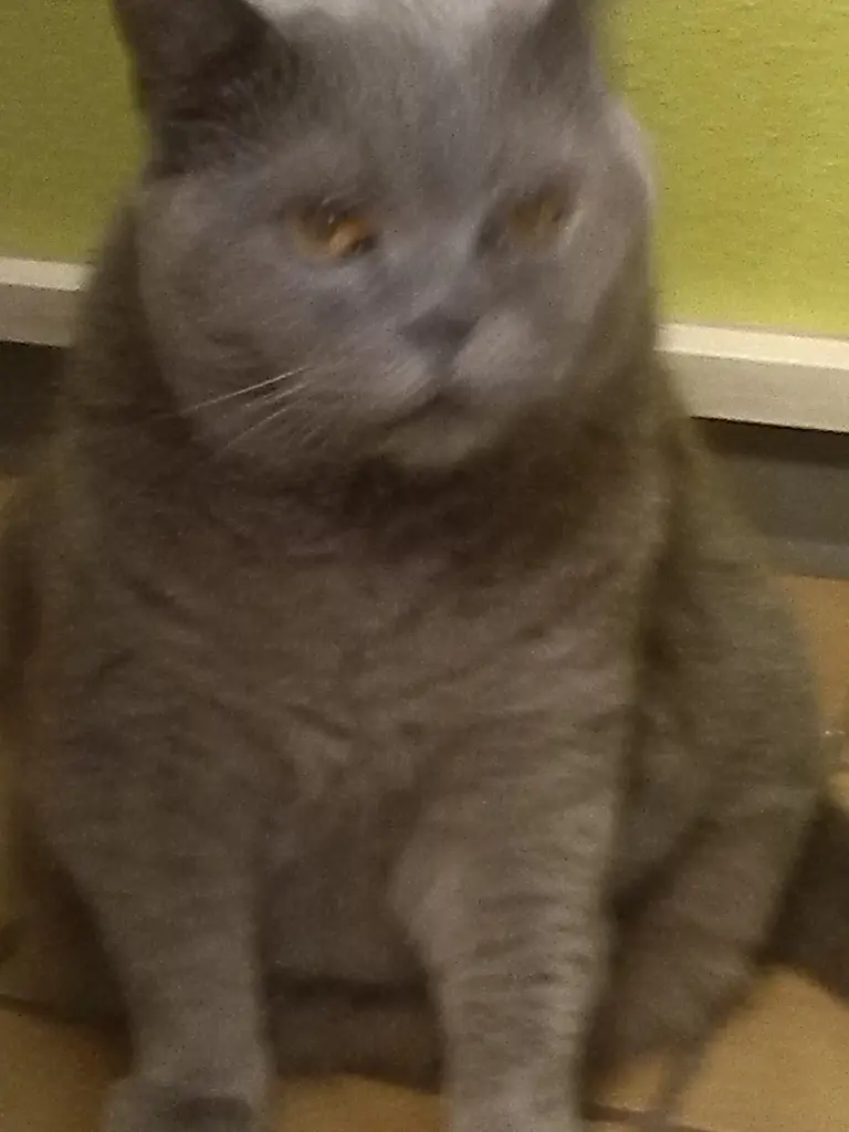 Image from Mäusje