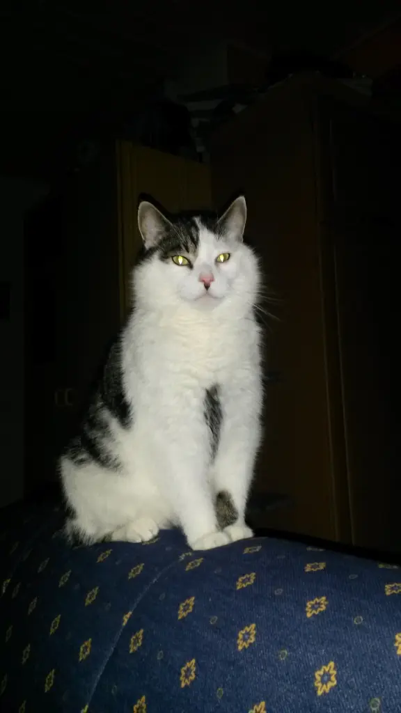 Image from Anubis