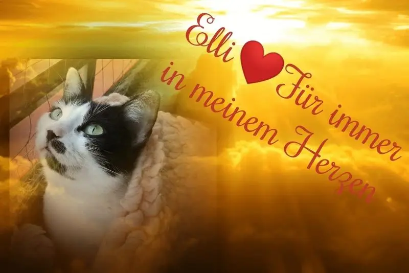 Condolence image of Anja mit Elli im Herzen