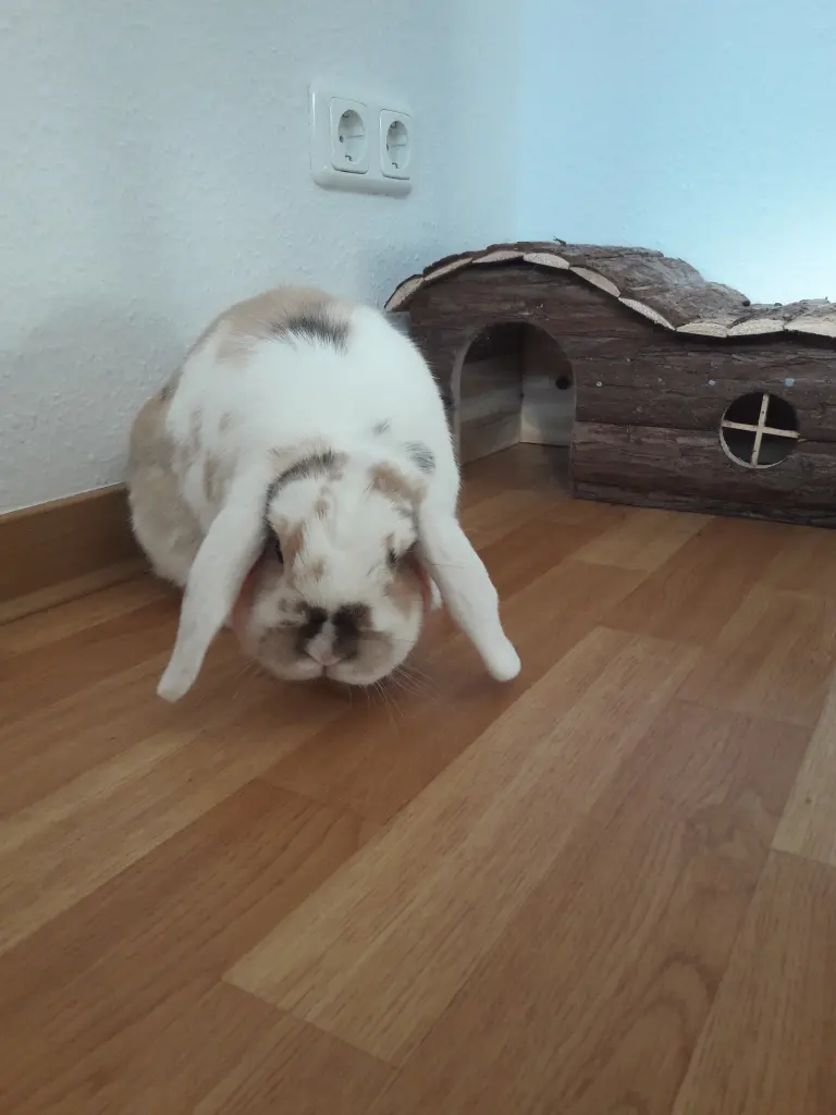Image from Merlin