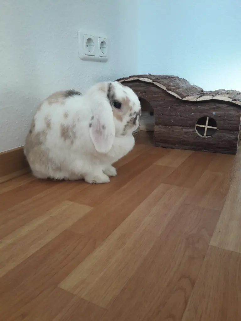 Image from Merlin