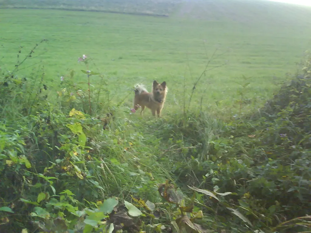 Image from Cosie