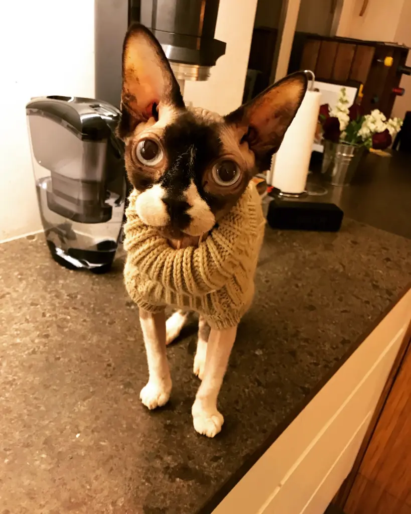 Image from Stitch