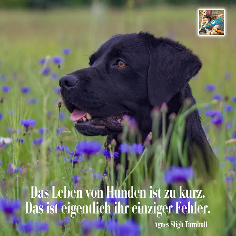 Condolence image of Jutta mit Flash im Herzen ♥️♥️ 17.01.2020