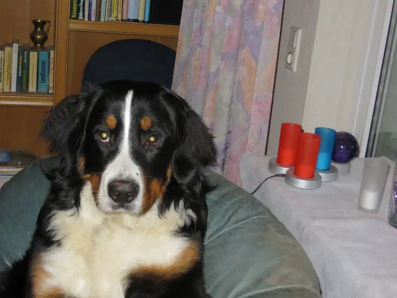 Condolence image of Michael mit Milo im Herzen