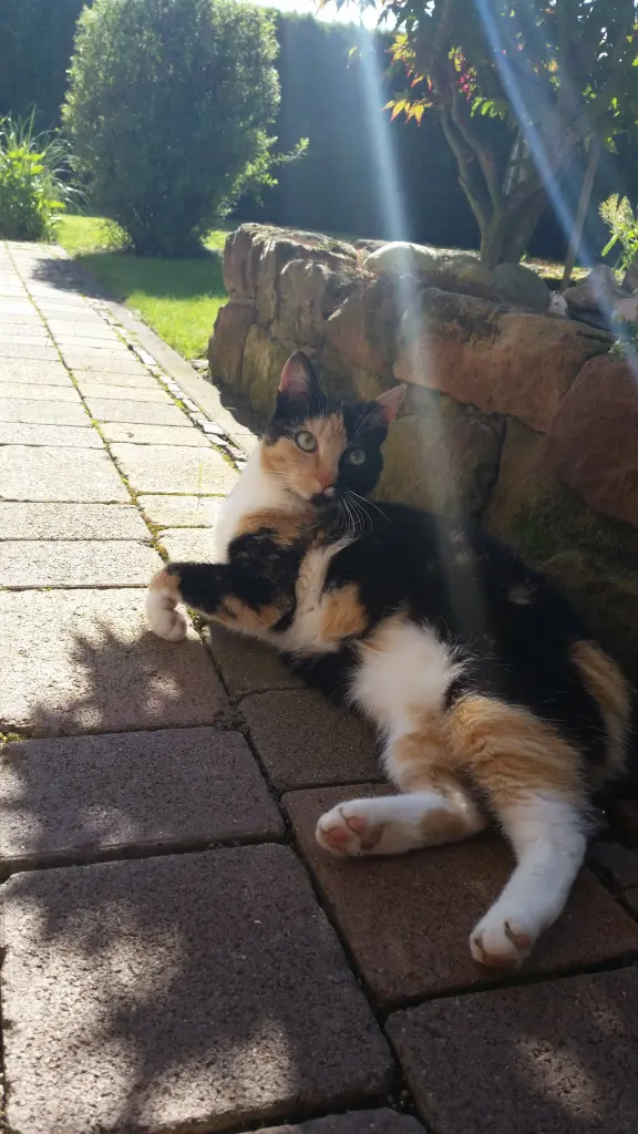 Image from Kitty