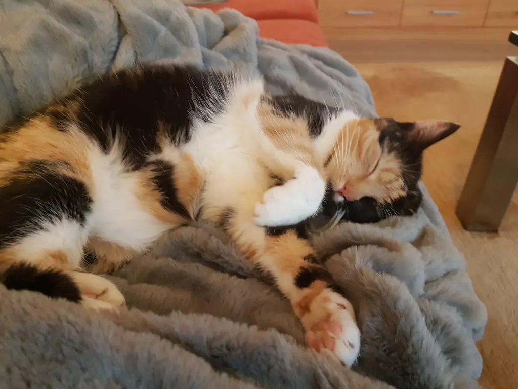 Image from Kitty
