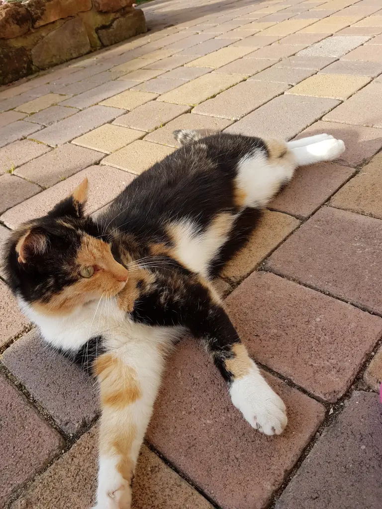 Image from Kitty