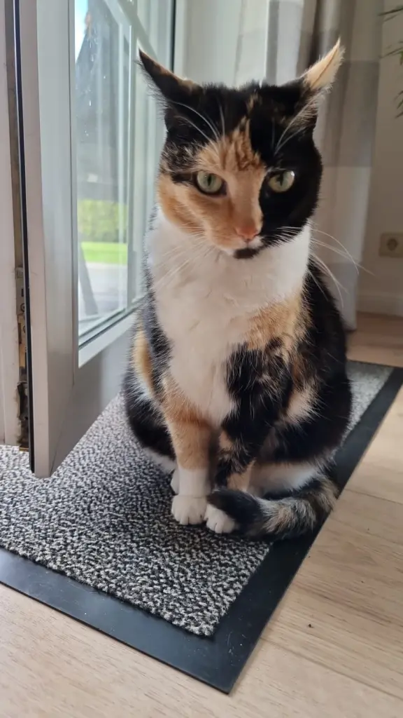Image from Kitty