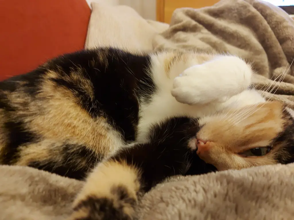 Image from Kitty