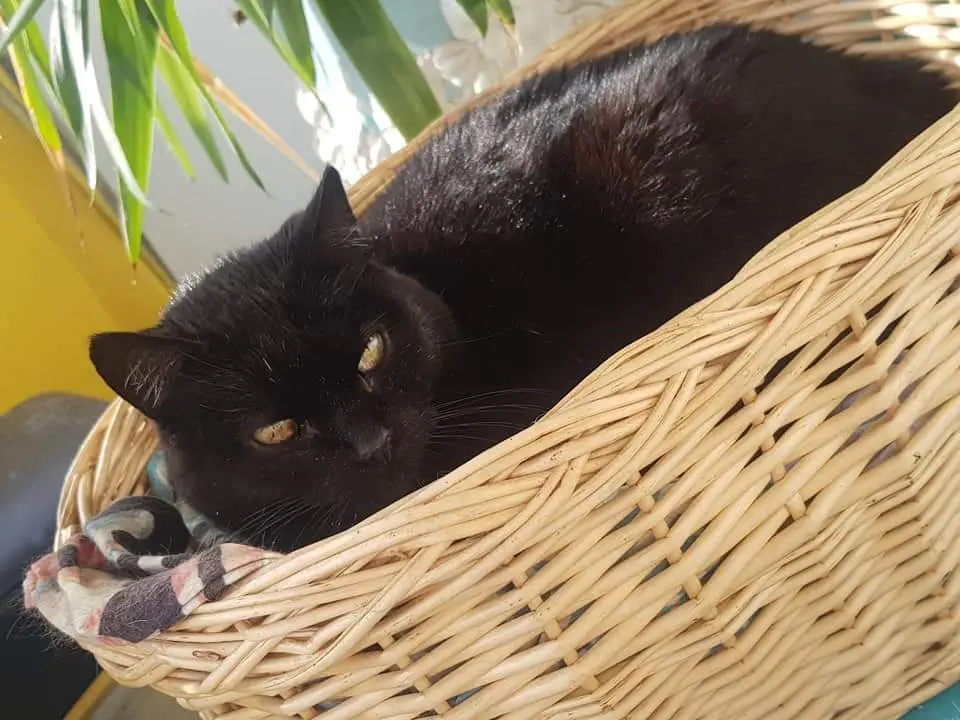Image from Blacky