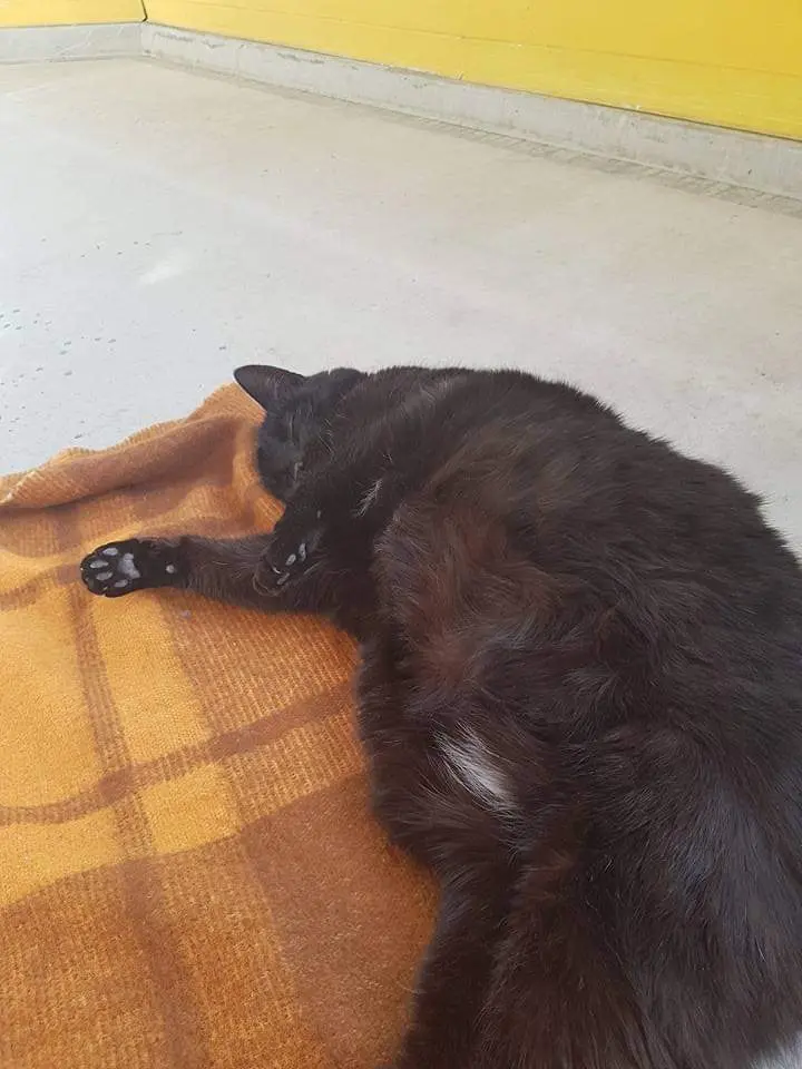 Image from Blacky