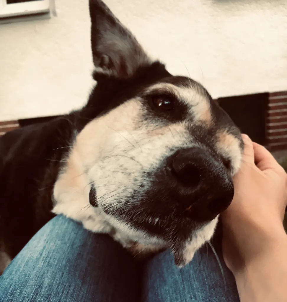 Image from Trixy