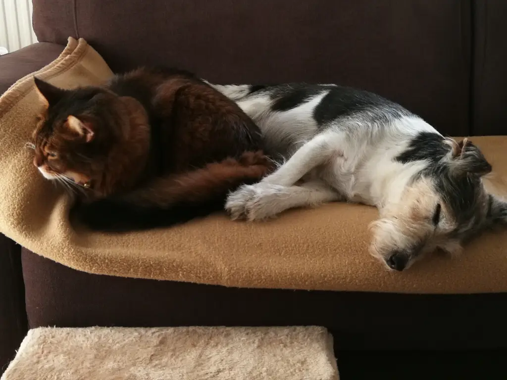 Image from Merlin