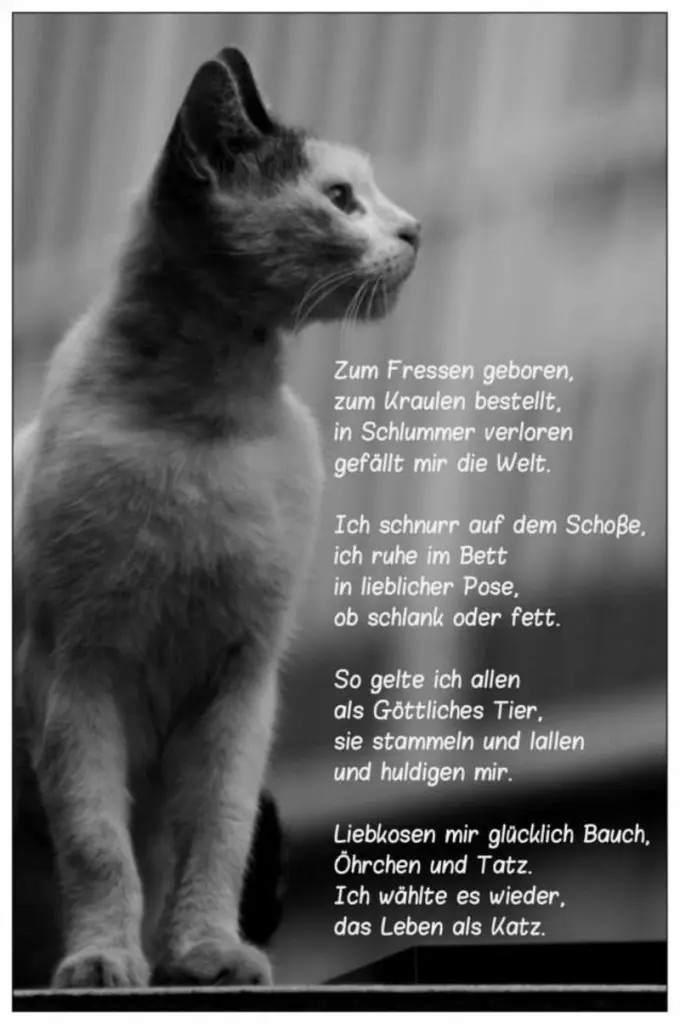 Condolence image of Andrea mit Minki im ❤