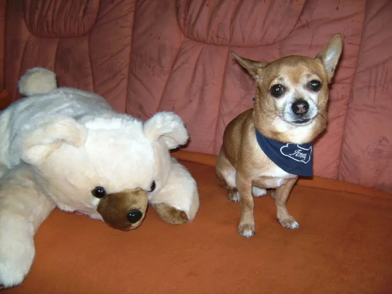 Condolence image of Irene mit Seelenhund *Jimmy * ganz tief im Herzen