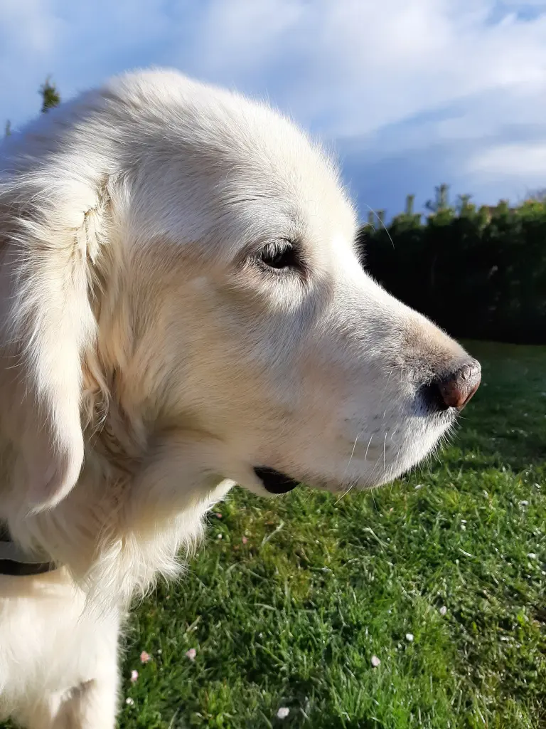 Condolence image of Claudia/ASKO ❤
