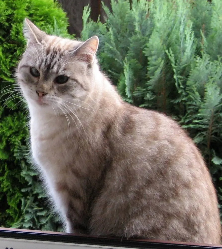 Image from Ronja