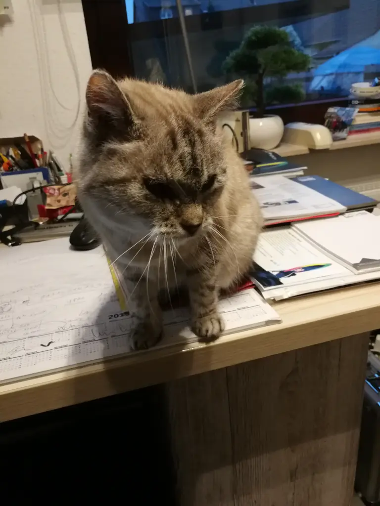 Image from Ronja