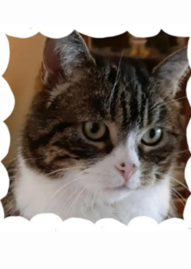 Condolence image of Andrea mit Mausi im Herzen
