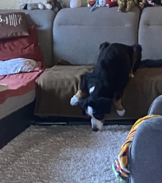 Image from Baloo