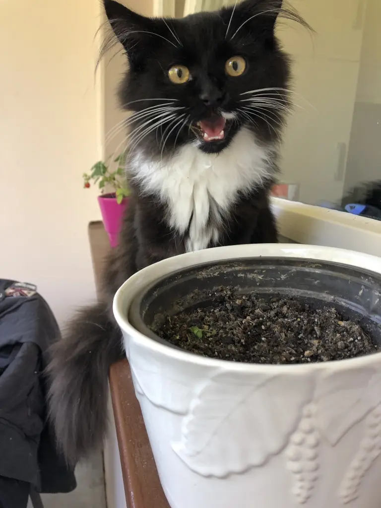 Image from Medivh