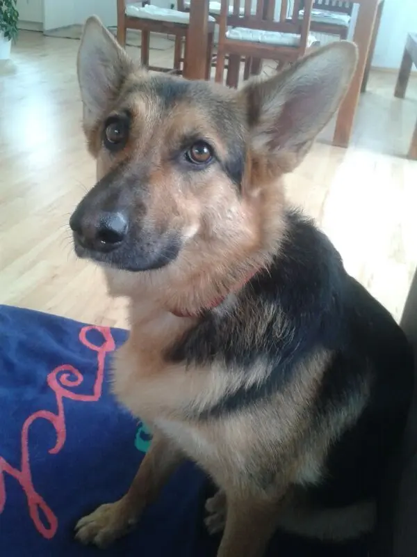 Condolence image of Mario