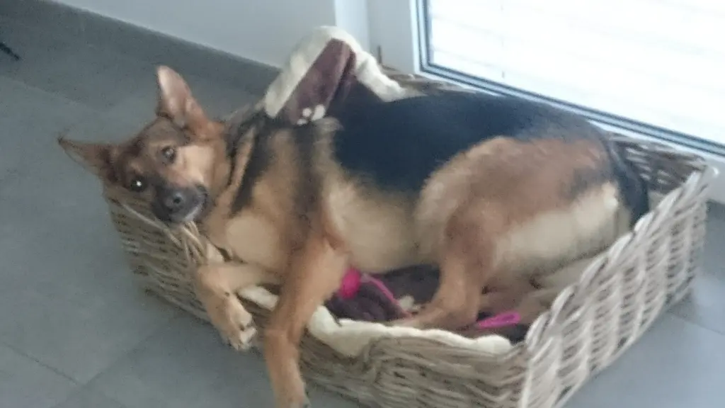 Condolence image of Mario