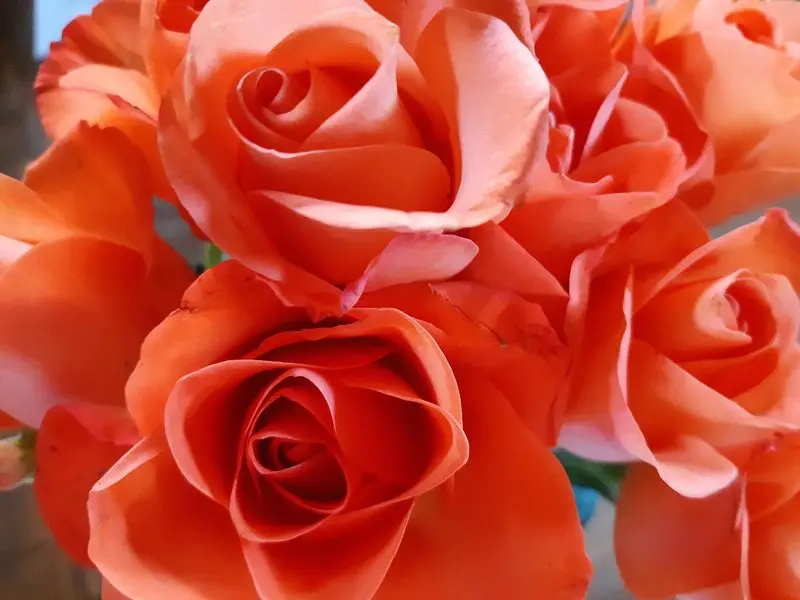 Condolence image of Sabine