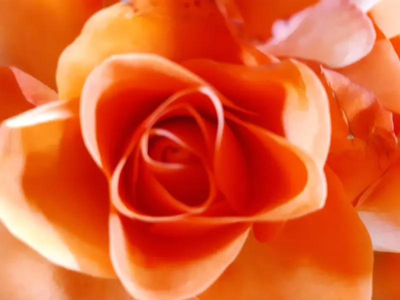 Condolence image of Sabine