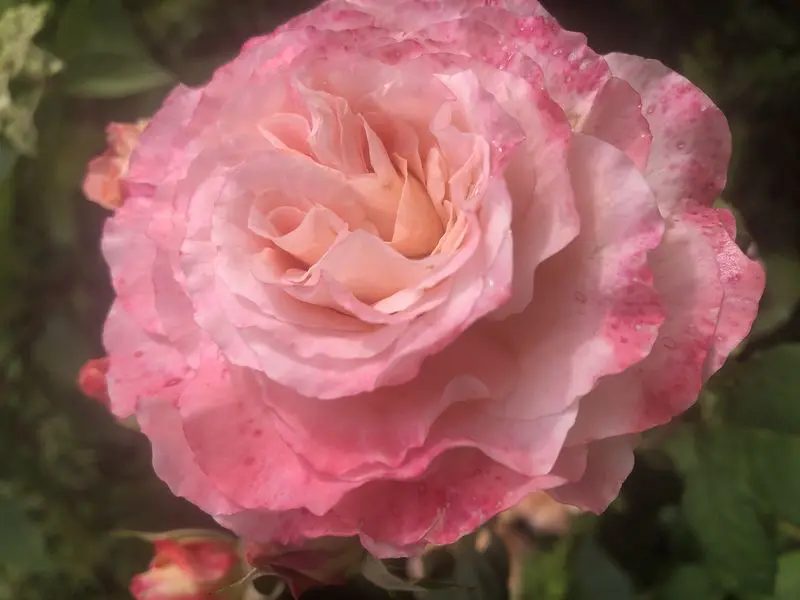 Andachtsbild von Stephi