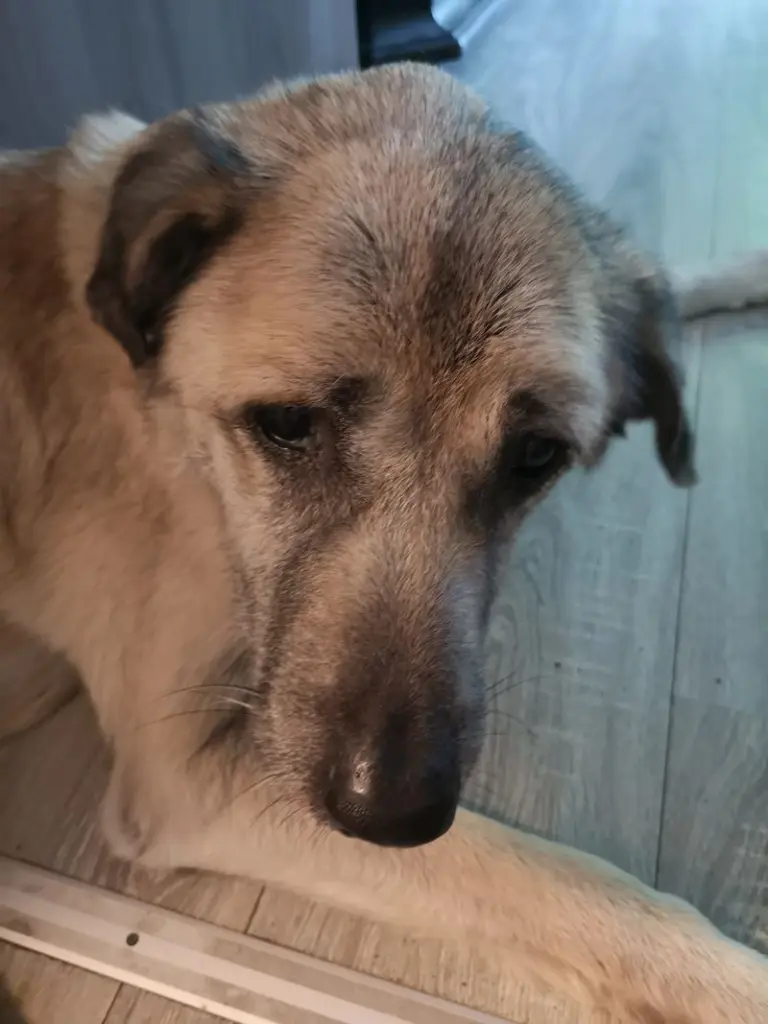 Andachtsbild von Peggy