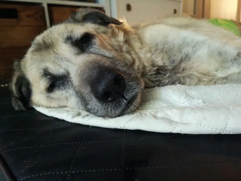 Andachtsbild von Peggy