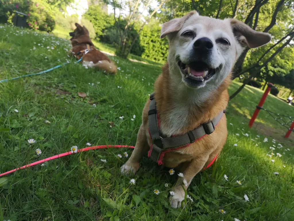 Andachtsbild von Peggy