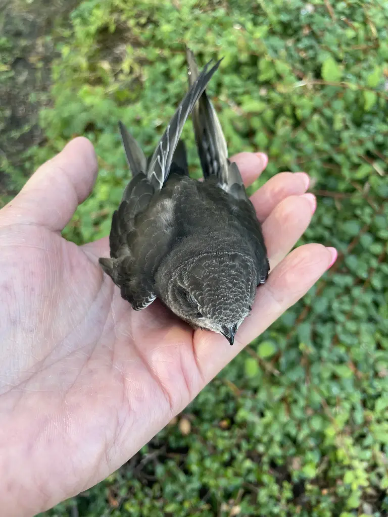 Andachtsbild von Peggy