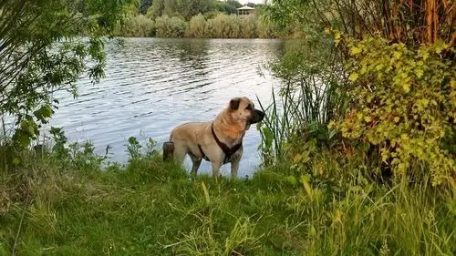 Andachtsbild von Peggy Sue