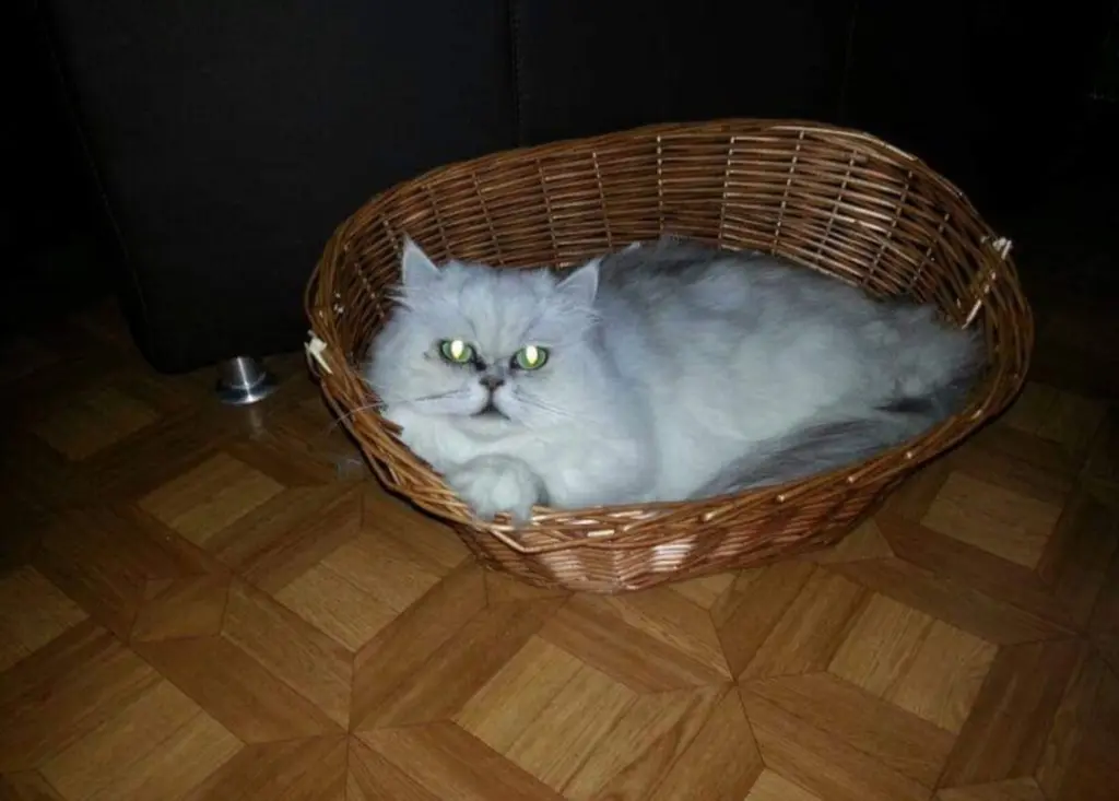 Image from Maximilian