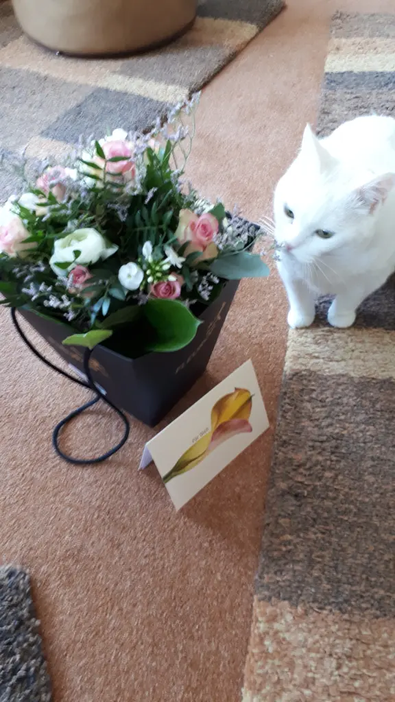 Image from Minou