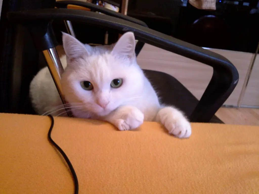Image from Minou
