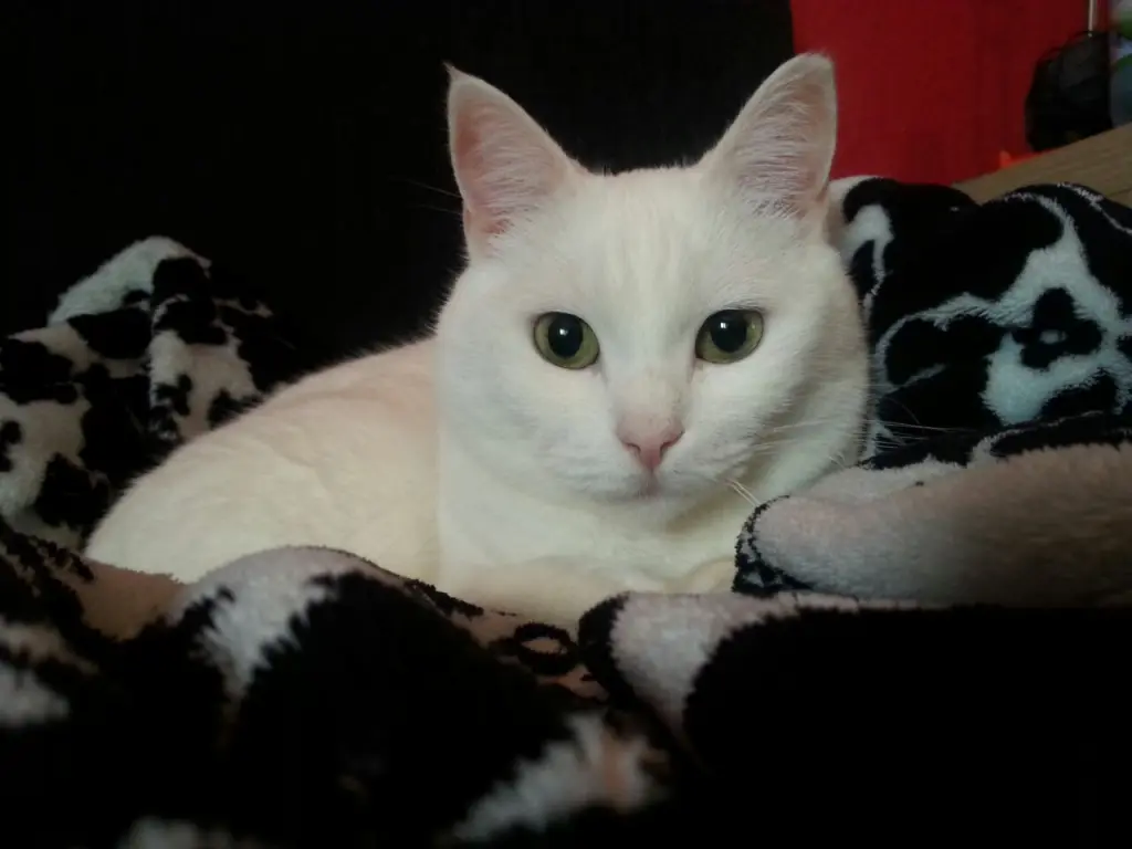 Image from Minou
